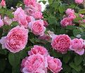 Роза штамбовая Mary Rose (Мэри Роуз) — фото 3