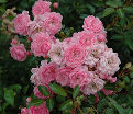 Роза штамбовая Pink Fairy (Пинк Фейри) — фото 2