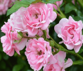 Роза штамбовая Pink Fairy (Пинк Фейри) — фото 3