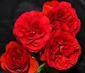 Роза штамбовая Rabelais (Рабле) — фото 3