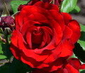 Роза штамбовая Red Abundance (Рэд Абанданс) — фото 2