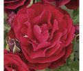 Роза штамбовая Red Abundance (Рэд Абанданс) — фото 4