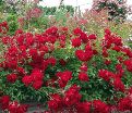 Роза штамбовая Red Swany (Рэд Свани) — фото 2