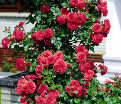 Роза штамбовая Rosarium Uetersen (Розариум Ютерсен) — фото 2