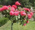 Роза штамбовая Rosarium Uetersen (Розариум Ютерсен) — фото 3