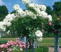Роза штамбовая Schneewittchen (Шниевитхен) — фото 2