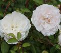 Роза штамбовая Swany (Свани) — фото 3