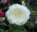 Роза штамбовая Tranquillity (Транквилити) — фото 3