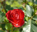Роза штамбовая Wettra (Ветра) — фото 2