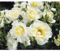 Роза штамбовая White Meilove (Уайт Мейлав) — фото 3