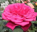 Роза Johann Wolfgang von Goethe Rose (Иоганн Вольфганг фон Гете Роуз) — фото 2