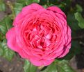 Роза Johann Wolfgang von Goethe Rose (Иоганн Вольфганг фон Гете Роуз) — фото 3
