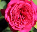 Роза Johann Wolfgang von Goethe Rose (Иоганн Вольфганг фон Гете Роуз) — фото 4