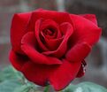 Роза Le Rouge et le Noir (Ля Руж ет ле Нор) — фото 2