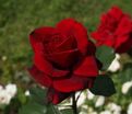 Роза Le Rouge et le Noir (Ля Руж ет ле Нор) — фото 4