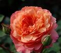 Роза Rose de Gerberoy (Роз де Жерберуа) — фото 2
