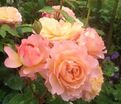 Роза Rose de Gerberoy (Роз де Жерберуа) — фото 3