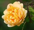 Роза Rose de Gerberoy (Роз де Жерберуа) — фото 4