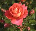 Роза Sommersonne (Зоммерзонне) — фото 2