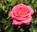 Роза Sommersonne (Зоммерзонне) — фото 7
