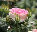 Роза Souvenir de Baden-Baden (Сувенир де Баден-Баден) — фото 2