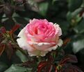 Роза Souvenir de Baden-Baden (Сувенир де Баден-Баден) — фото 3