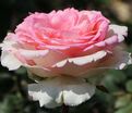 Роза Souvenir de Baden-Baden (Сувенир де Баден-Баден) — фото 4