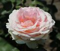 Роза Souvenir de Baden-Baden (Сувенир де Баден-Баден) — фото 5