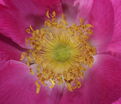 Роза Alpina Pendula (Альпина Пендула) — фото 3