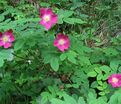 Роза Alpina Pendula (Альпина Пендула) — фото 4
