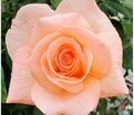 Роза Apricot Nectar (Эприкот Нектар) — фото 2