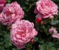 Роза Belle Amour (Бэль Амур) — фото 2