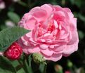 Роза Belle Amour (Бэль Амур) — фото 3