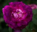 Роза Belle de Crecy (Бель де Креси) — фото 5
