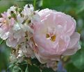 Роза Belle des Fagnes (Бель де Фань) — фото 2