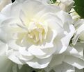 Роза Blanc de Vibert (Бланк де Виберт) — фото 2