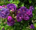 Роза Blue Magenta (Блю Маджента) — фото 3