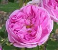 Роза centifolia (центифолия) — фото 2