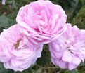 Роза centifolia (центифолия) — фото 3