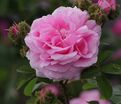 Роза Chapeau de Napoleon (Шапо де Наполеон) — фото 2