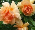 Роза Crepuscule (Крепюскюль) — фото 2