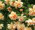 Роза Crepuscule (Крепюскюль) — фото 3