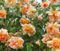 Роза Crepuscule (Крепюскюль) — фото 4