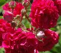 Роза Crimson Shower (Кримсон Шауэр) — фото 2