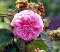 Роза Centifolia Cristata (Центифолия Кристата) — фото 3