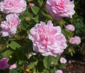Роза Rose de Meaux (Роз Де Мо) — фото 2
