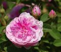 Роза Rose de Meaux (Роз Де Мо) — фото 3
