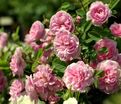 Роза Rose de Meaux (Роз Де Мо) — фото 4