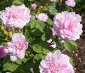 Роза Rose de Meaux (Роз Де Мо) — фото 5