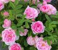 Роза Rose de Meaux (Роз Де Мо) — фото 6